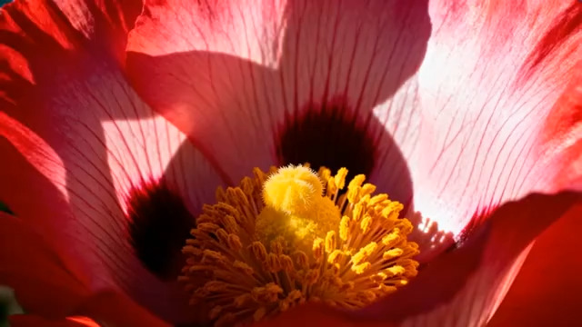  特写红色花朵绽放瞬间2231#横屏 	 