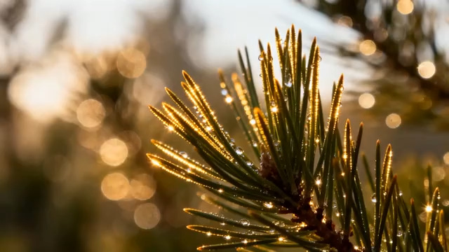  松针晨露 阳光闪耀2209#横屏 	 -