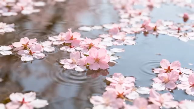  水面漂浮粉色樱花2180#横屏 	 -