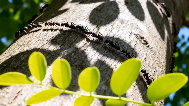  树干上的蚂蚁队列2161#横屏 	 -