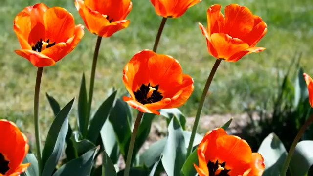  盛开的橙色郁金香2096#横屏 	 