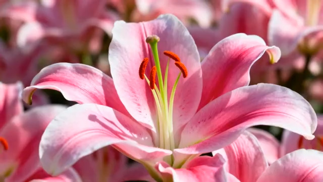  盛开的粉色百合花2097#横屏 	 