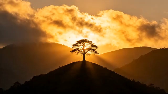  山顶孤松迎朝霞1937#横屏 	 - 