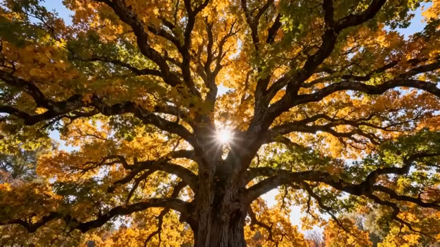  秋日阳光穿透树叶1800#横屏 	 