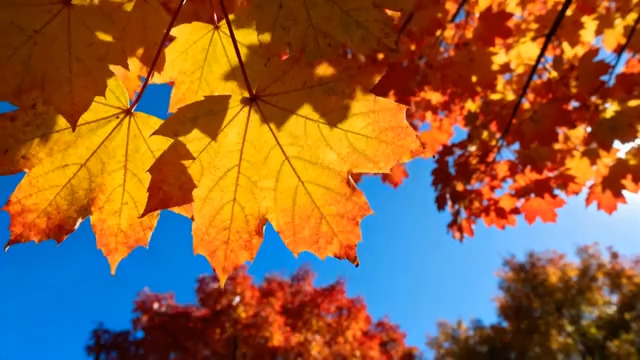  秋日枫叶蓝天美景1781#横屏 	 