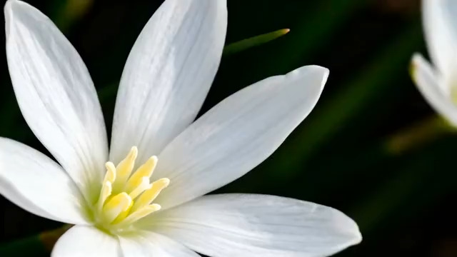  清新白色花朵特写1773#横屏 	 