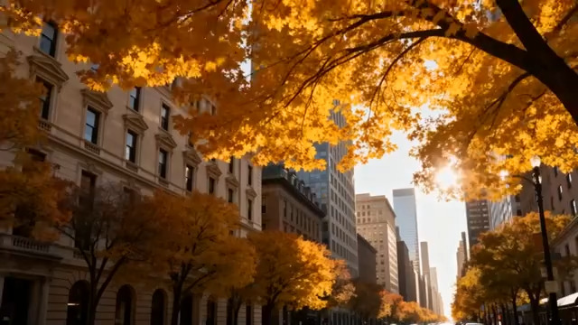  秋日城市街道梧桐景观1779#横屏 	 