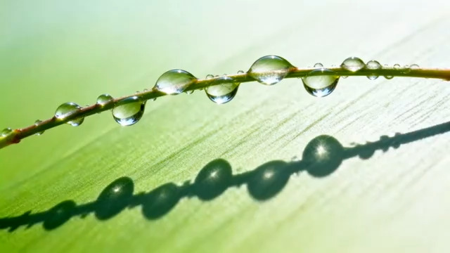  清晨草叶露珠特写1759#横屏 	 