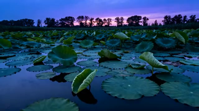  暮色荷塘荷叶摇曳1606#横屏 	 - 