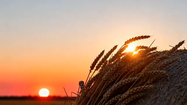  麦田落日余晖1527#横屏 	 