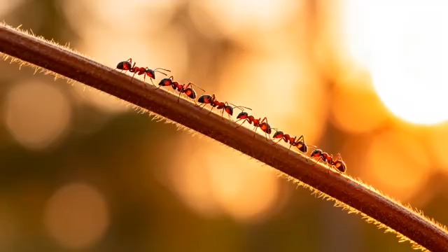  蚂蚁团队搬运食物1524#横屏 	 