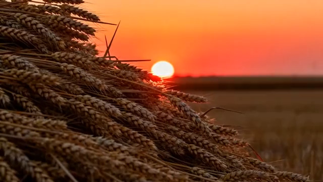  麦田落日丰收景象1526#横屏 	 