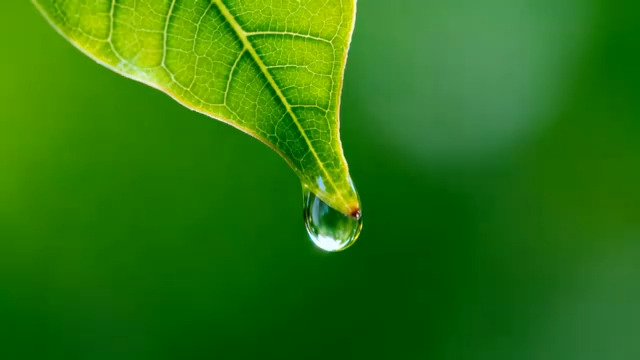  绿叶露珠特写1511#横屏 	 