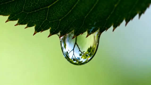  绿叶尖的露珠特写1510#横屏 	 