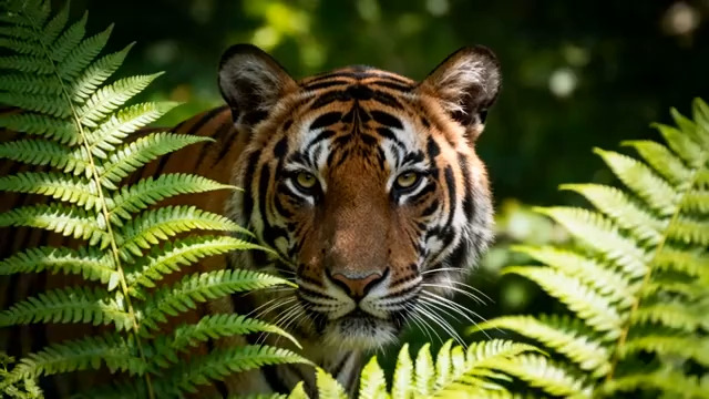  老虎特写镜头1436#横屏 	 