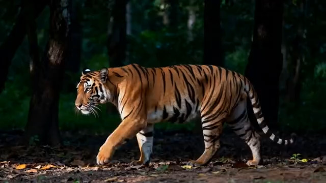  老虎林中行走1429#横屏 	 