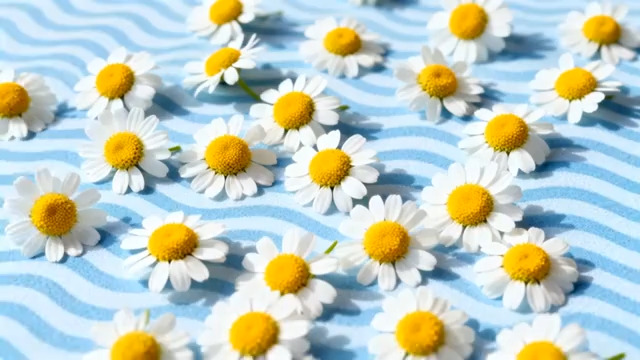  蓝底洋甘菊小清新画面1374#横屏 	 