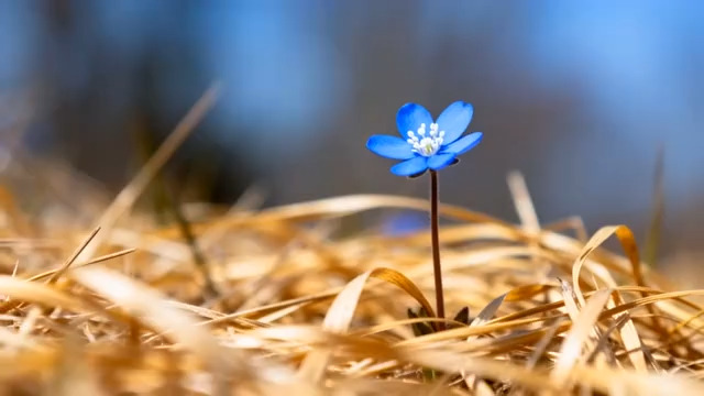  枯草中的蓝色小花1361#横屏 	 