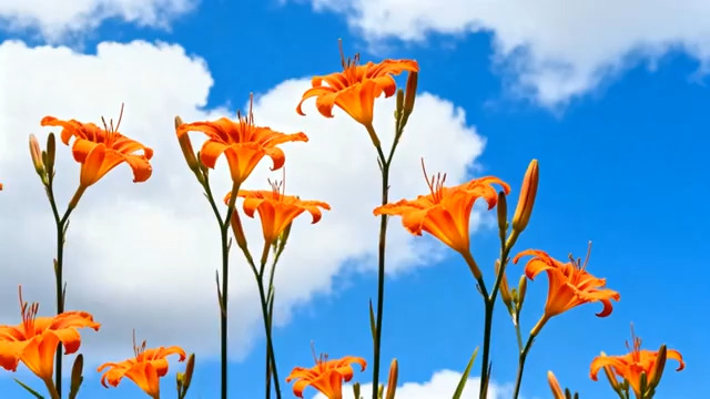  橘色百合花与蓝天白云1277#横屏 	 