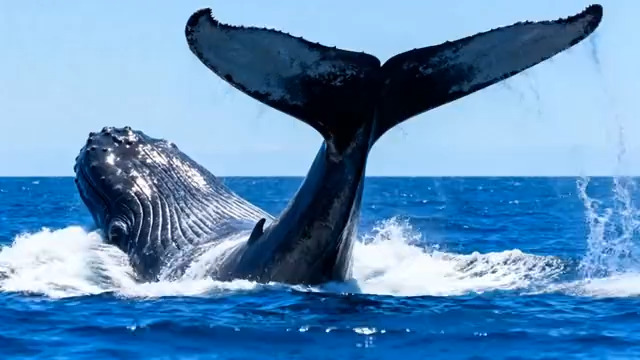  鲸鱼摆尾深海游弋1258#横屏 	 