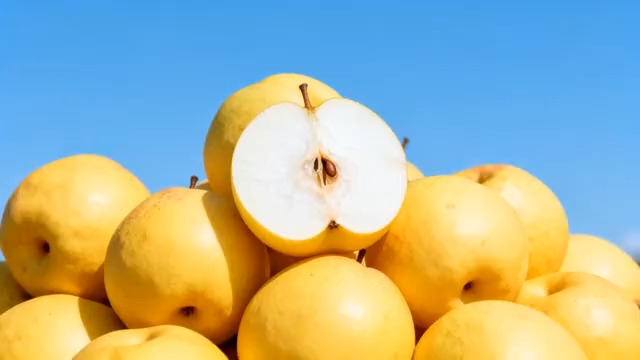  黄梨丰收堆成山985#横屏 	 