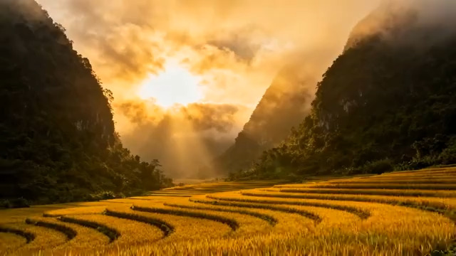  金色梯田日出美景1188#横屏 	 