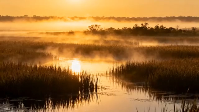  金色湿地日出晨雾1181#横屏 	 - 