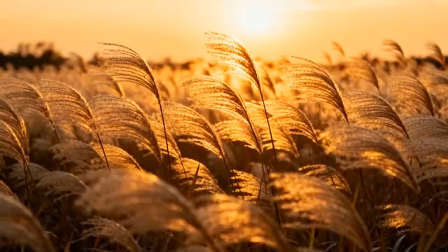  金色芦苇荡夕阳剪影1163#横屏 	 - 