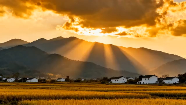  金色稻田日落风光1146#横屏 	 