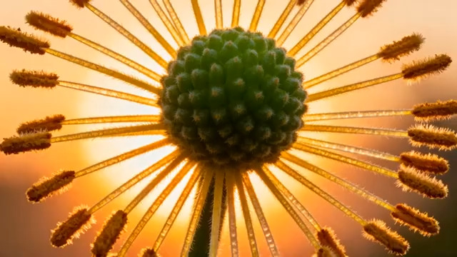  金色晨光中的绿色花球1142#横屏 	 -