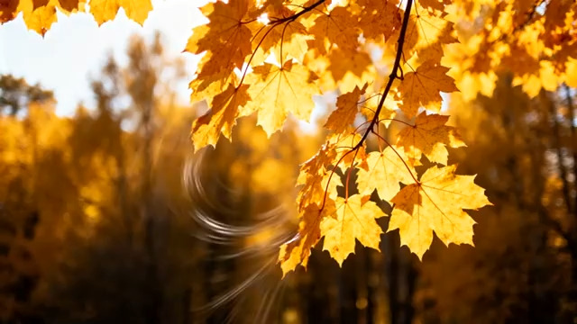  金秋落叶随风舞1129#横屏 	 