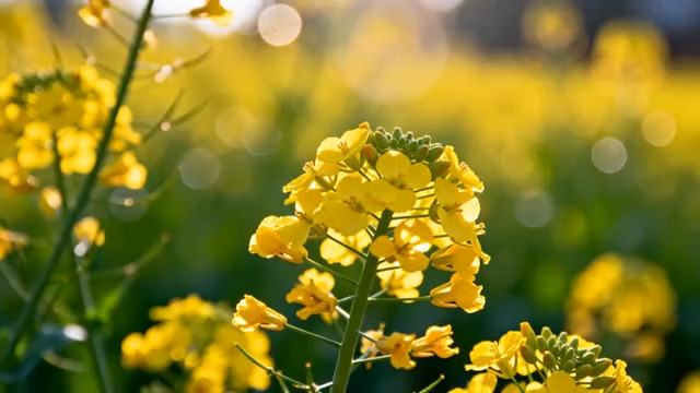  金黄油菜花田特写1121#横屏 	 