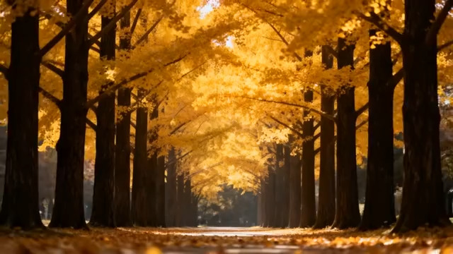  金黄银杏大道秋景1120#横屏 	 -