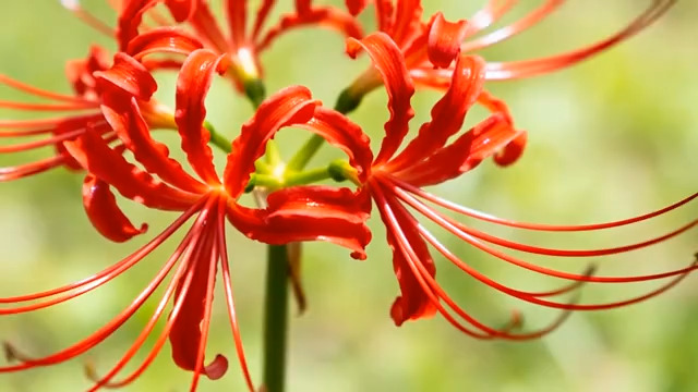  红色彼岸花特写镜头892#横屏 	 