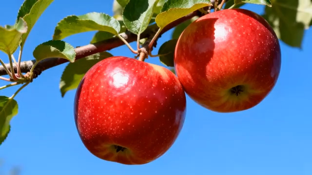  红苹果挂枝头特写883#横屏 	 