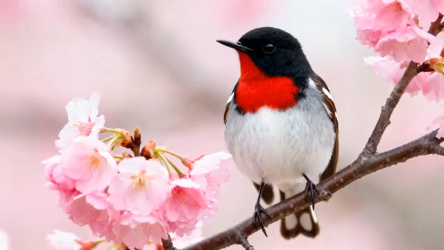  红喉鸟立樱花枝876#横屏 	 