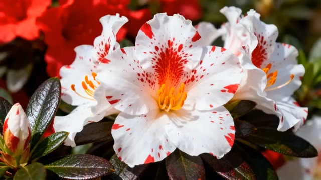  红白杜鹃花特写860#横屏 	 