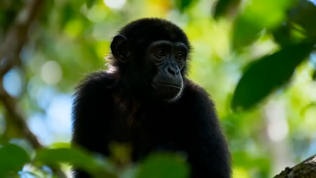  黑猩猩林间凝视858#横屏 	 