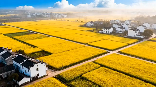  航拍油菜花海乡村春色839#横屏 	 