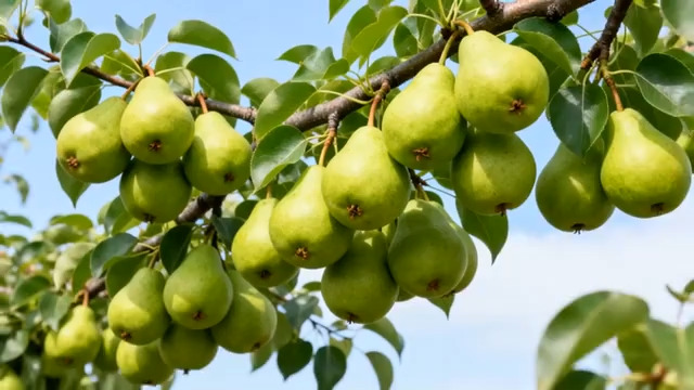  挂满枝头的青梨737#横屏 	 - 