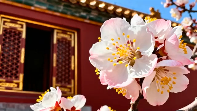  故宫红墙下的盛开杏花724#横屏 	 -