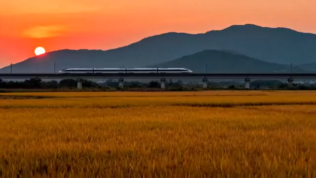  高铁穿行金色稻田日落565#横屏 	 