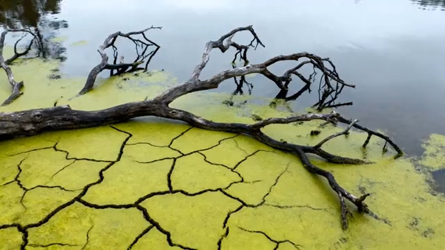  干裂土地枯树枝特写549#横屏 	 