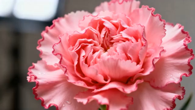  粉康乃馨特写镜头495#横屏 	 