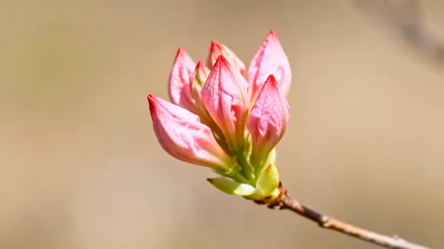  粉红花苞特写镜头493#横屏 	 