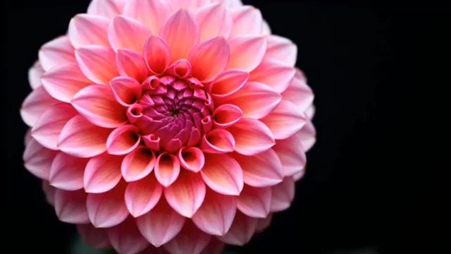  粉色大丽花特写镜头501#横屏 	 -