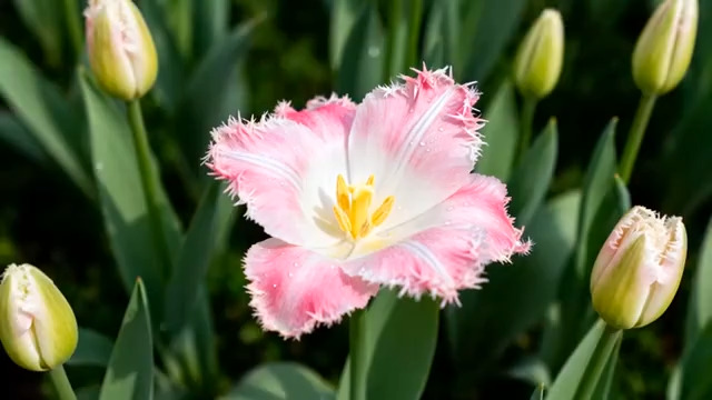  粉白郁金香特写490#横屏 	 