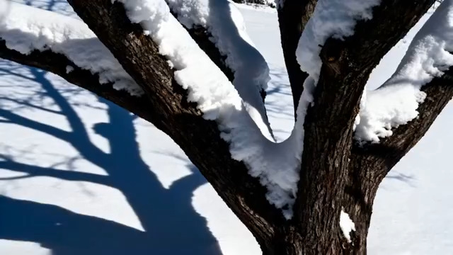  冬日雪枝积雪滑落441#横屏 	 - 