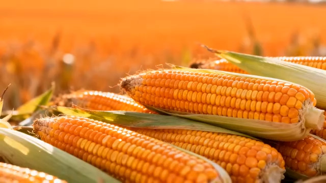  丰收玉米堆特写517#横屏 	 