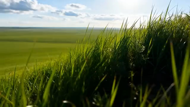  风吹草原绿浪起伏518#横屏 	 - 